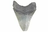 Fossil Megalodon Tooth - South Carolina #358973-1
